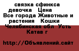 связка сфинкса. девочка › Цена ­ 500 - Все города Животные и растения » Кошки   . Челябинская обл.,Усть-Катав г.